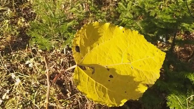 А в тренде снова рыжий цвет смотреть онлайн