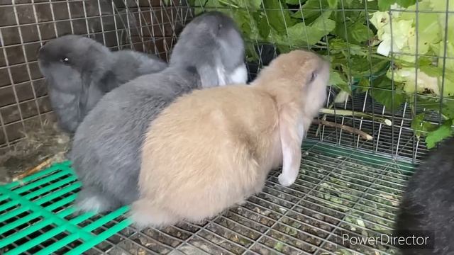 РЕШИЛ ДОБАВИТЬ ДРУГИХ, ИНАЧЕ ДЕНЬГ БУДЕТ МЕНЬШЕ смотреть онлайн