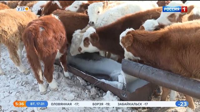 Более 160 новых рабочих мест создали сельхозорганизации Забайкалья за 2022 год смотреть онлайн