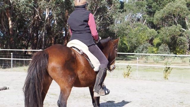 Yvonne rides Samba - labyrinth, working on soft cues смотреть онлайн