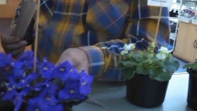 ДФ.Презентация сортов сенполий Дарьи Лягиной (ДВ-) 9.10.2022 смотреть онлайн