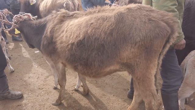 Красный маяк🐮мал базарында саан уйлар,бир жашар торпоктор,бооз уйлардын бааларын корунуз👍☝️ смотреть онлайн