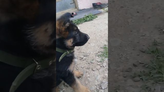 2 месясный немецкая овчарка чистокровная смотреть онлайн