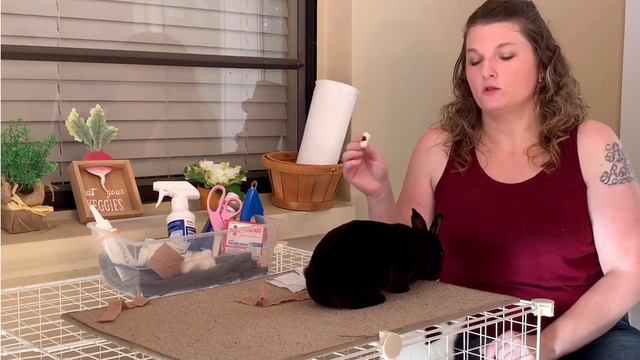 Rabbit Sore Hocks Causes & Treatment ~ Healing Blackberry Bunny смотреть онлайн