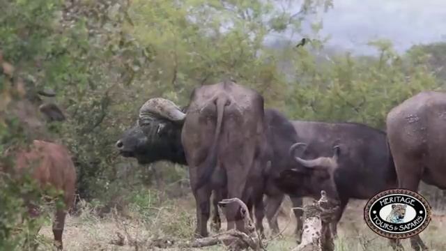 Hluhluwe Umfolozi Game Reserve Black Rhino, Lion's, Wild Dog Safari Tour смотреть онлайн