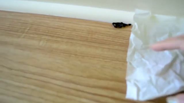Жизнь в США змея во дворе змейка дома это Флорида, детка смотреть онлайн