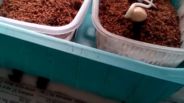 Эксперимент выращивания гороха Нут , Маш и Чечевицы на севере России продолжим Проверяем семена на смотреть онлайн