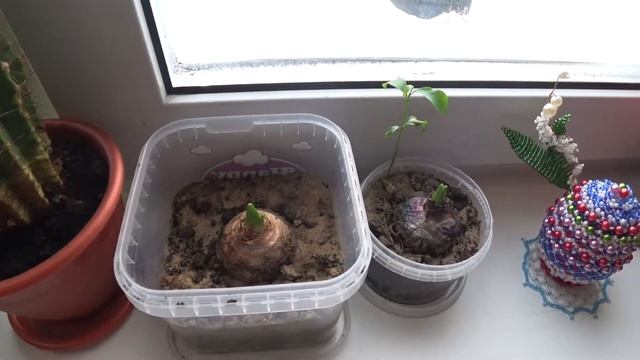 Кактусы Кактусы ?