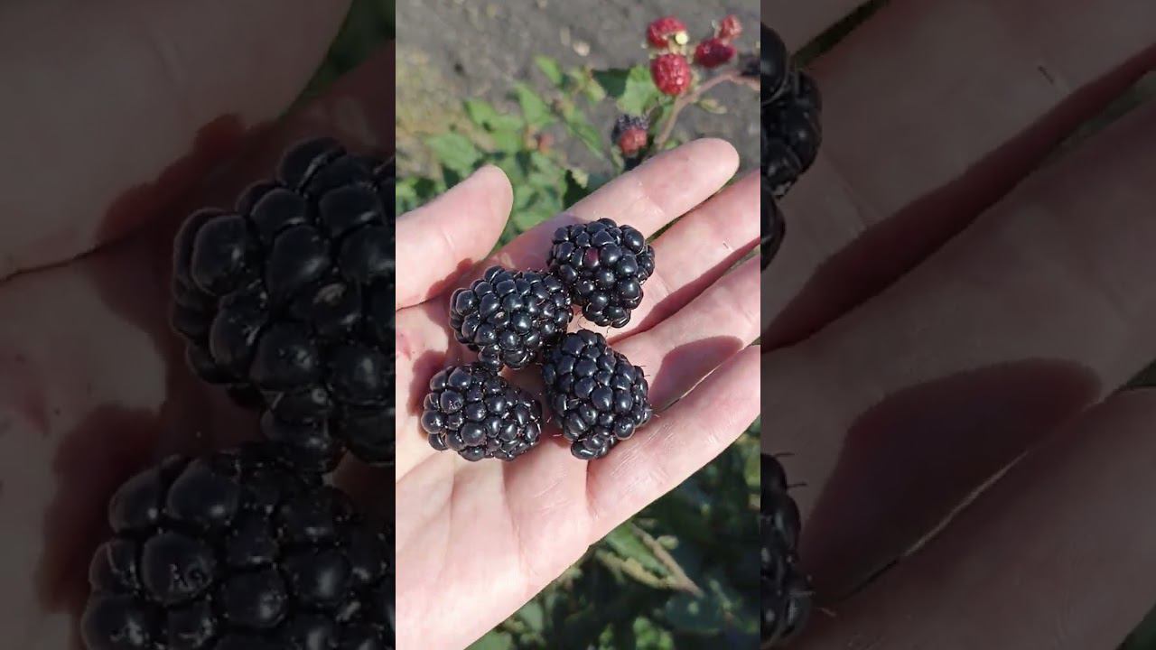 Прайм АРК Травеллер бесшипный сорт ремонтантной ежевики. плодоношение в область. смотреть онлайн