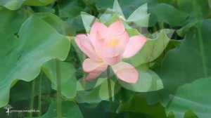 ☀ Великая мантра Тибета ☀ Польза ее бесконечна ☀.mp4