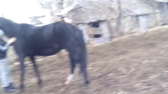 Упрямый конь смотреть онлайн