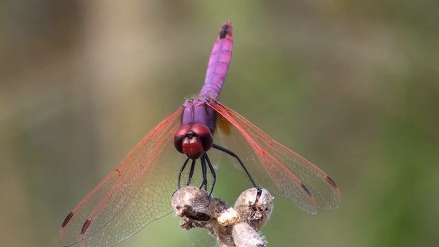 Trithemis annulata смотреть онлайн