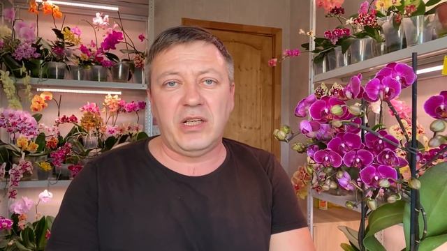 новая ОРХИДЕЯ распаковка и обзор + ПРОФИЛАКТИЧЕСКАЯ обработка орхидей после покупки смотреть онлайн