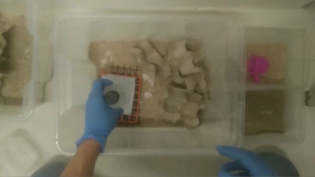 Содержание сверчков в домашних условиях смотреть онлайн