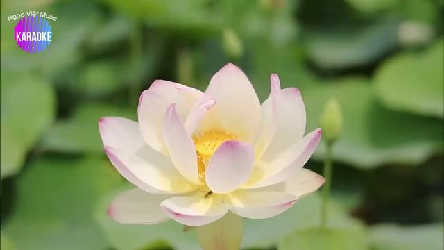 Chúng Con Canh Giấc Ngủ Của Người (karaoke)