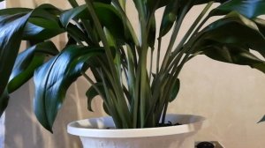 Эухарис почему желтеют листья