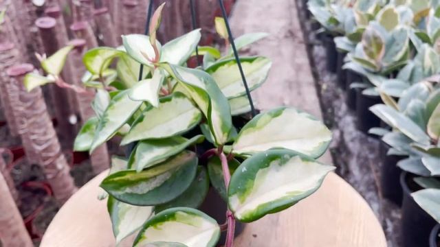 Hanging Hoya Tricolour | Live from the Nursery смотреть онлайн