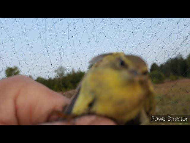 Ловля певчих птиц 14.08.2021 год смотреть онлайн