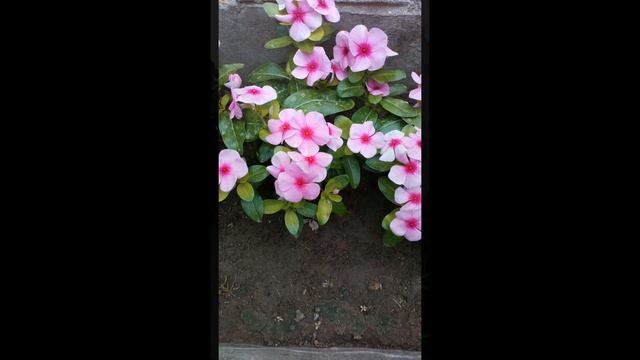 У самого синего моря смотреть онлайн