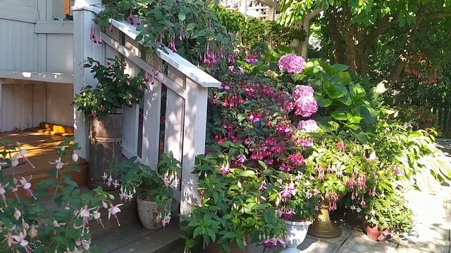 Как я кормлю фуксии