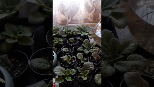 Очень хороший совет как полевать фиалки смотреть онлайн