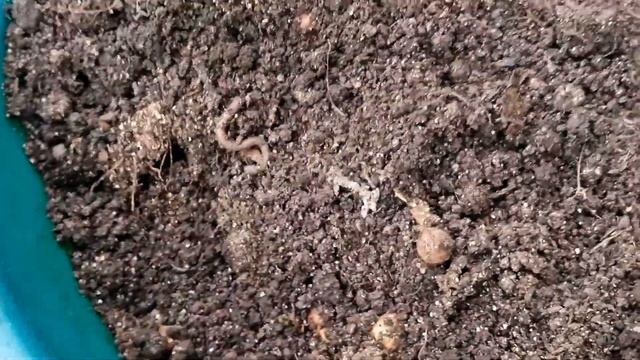 Итоги моего эксперимента/РАЗМНОЖЕНИЕ ЧЕСНОКА "БУЛЬБОЧКАМИ"/Чеснок из бульбочек/Омоложение чеснока/ смотреть онлайн