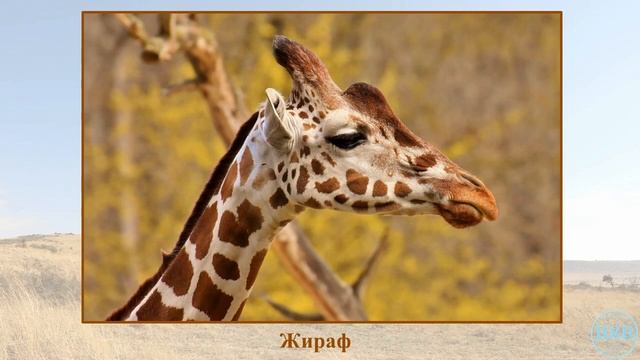 Тест про животных Африки. Жирафы и окапи / Интересные факты о жирафах и окапи смотреть онлайн