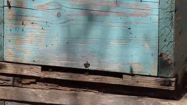 Какие летки выбирают пчёлы смотреть онлайн