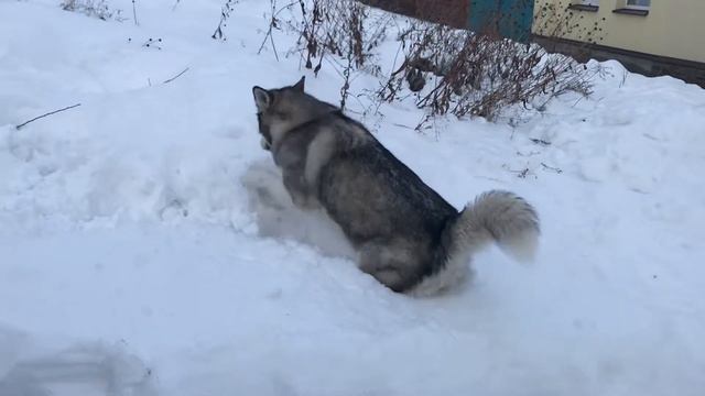 Маламут роет тоннель Cute Alaskan Malamute