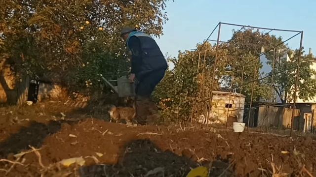 Посадка и полив клубники.??