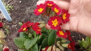 Обзор цветников №3/19. Примулы. Уход за примулой