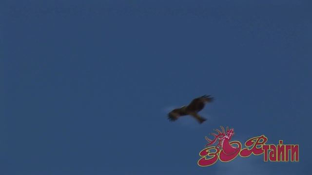 Колонок против коршуна. Weasel Vs Black Kite .