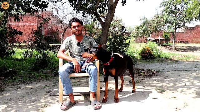 European Doberman देखकर तबीयत खुश हो जाएगी | European Doberman In India смотреть онлайн