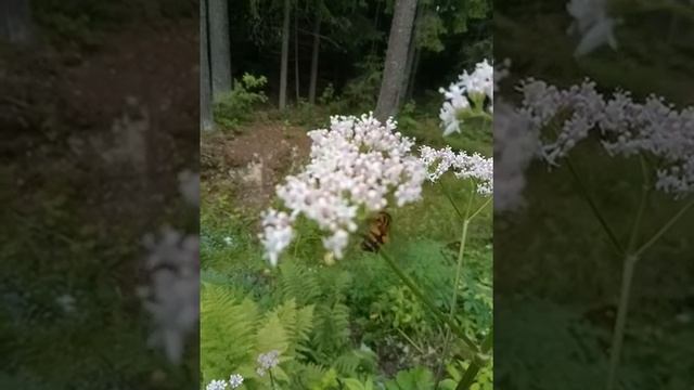 Паук и муха