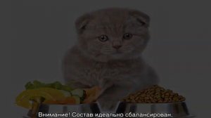Корма для кошек: рейтинг по качеству и мнению ветеринаров