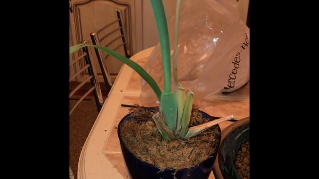 Первые итоги, Мильтония и Фикус 21.03.2018 г. смотреть онлайн