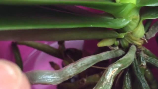 Phalaenopsis equestris three lip / in Wasserkultur / орхидея / Orchid / in full water culture смотреть онлайн