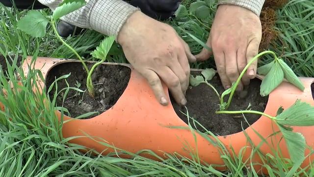 КЛУБНИКА в ТРУБЕ ПВХ 200 мм. Посадка КЛУБНИКИ в трубу ПВХ. Strawberry in pvc pipe. смотреть онлайн