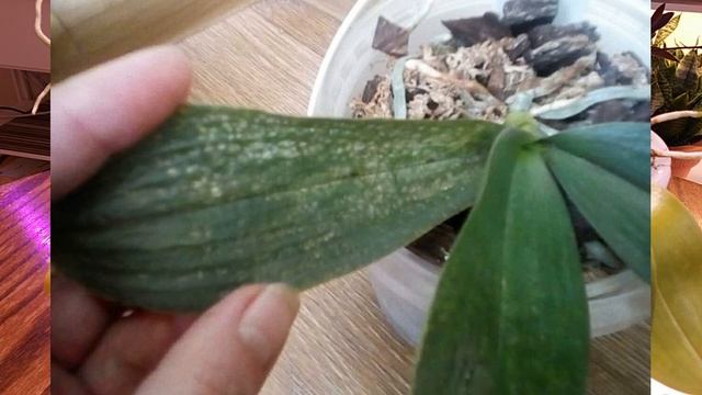 Флэк вирус у орхидей Fleck virus (OFV) смотреть онлайн