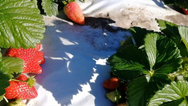 Садовая ремонтантная земляника Крапо10. смотреть онлайн