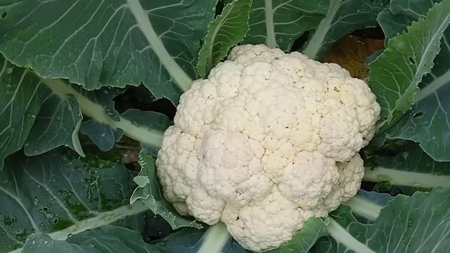 ЗАПРЕТНЫЕ ЧАСЫ. В какое время НЕЛЬЗЯ ходить в огород. Запомните раз и навсегда! смотреть онлайн