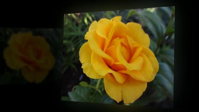 ЧЕРНАЯ РОЗА исп.ЛАЙМА ВАЙКУЛЕ смотреть онлайн