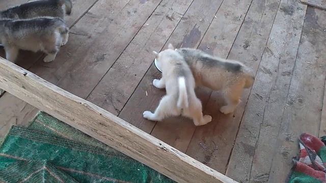 Дождались))) смотреть онлайн
