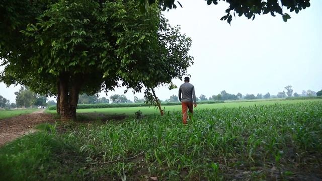 Jamun K Bag Ki Sair Or Is K Faydhy/ Visit to java plum garden and its benefits. смотреть онлайн