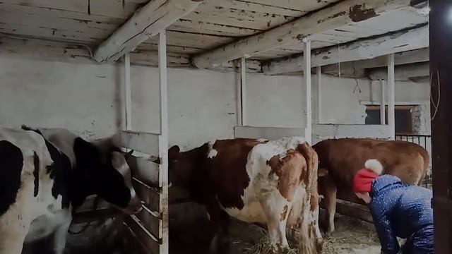 ВАЖНО! КАК ЗАПУСТИТЬ КОРОВУ.ОШИБКИ КОРМЛЕНИЯ В СУХОСТОЙНЫЙ ПЕРИОД И ПОСЛЕ ОТЁЛА смотреть онлайн