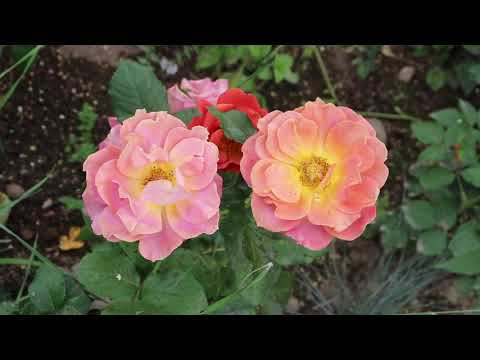 Август в Саду 6 августа 2022 часть 4