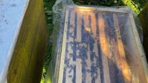 Профилактика нозематоза и варатоза с помощью горькой полыни во время зимовки пчёл.
