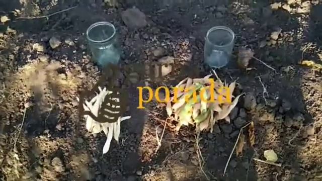 какая фасоль более урожайная, выгодная (лучшие сорта) смотреть онлайн