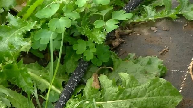 Porous Soaker Hose смотреть онлайн