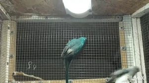 Размеры гнездовых домиков для попугаев.